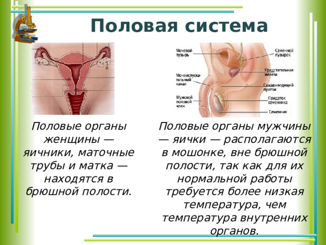 Половая система Половые органы женщины — яичники, маточные трубы и матка — находятся в брюшной полости. Половые органы мужчины — яички — располагаются в мошонке, вне брюшной полости, так как для их нормальной работы требуется более низкая температура, чем температура внутренних органов.   