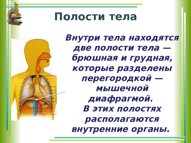 Полости тела Внутри тела находятся две полости тела — брюшная и грудная, которые разделены перегородкой — мышечной диафрагмой. В этих полостях располагаются внутренние органы. 