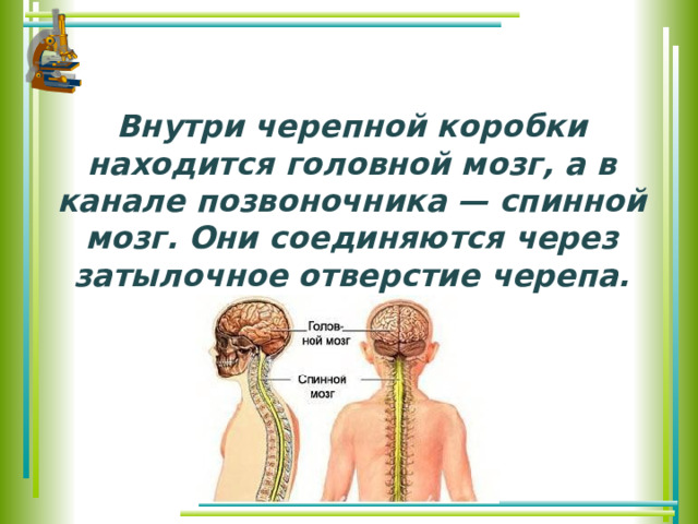 Внутри черепной коробки находится головной мозг, а в канале позвоночника — спинной мозг. Они соединяются через затылочное отверстие черепа.   