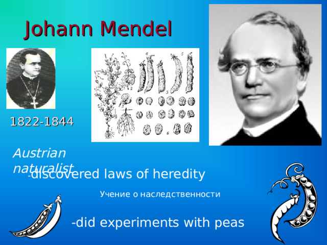 Johann Mendel  1822-1844 Austrian naturalist  - discovered laws of heredity Учение о наследственности -did experiments with peas 