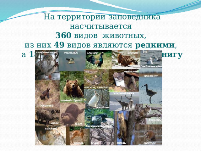 На территории заповедника насчитывается 360 видов животных, из них 49 видов являются редкими , а 18 видов внесены в Красную книгу России . 