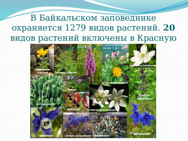 В Байкальском заповеднике охраняется 1279 видов растений. 20 видов растений включены в Красную книгу России. 