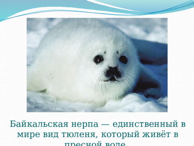 Байкальская нерпа — единственный в мире вид тюленя, который живёт в пресной воде. 
