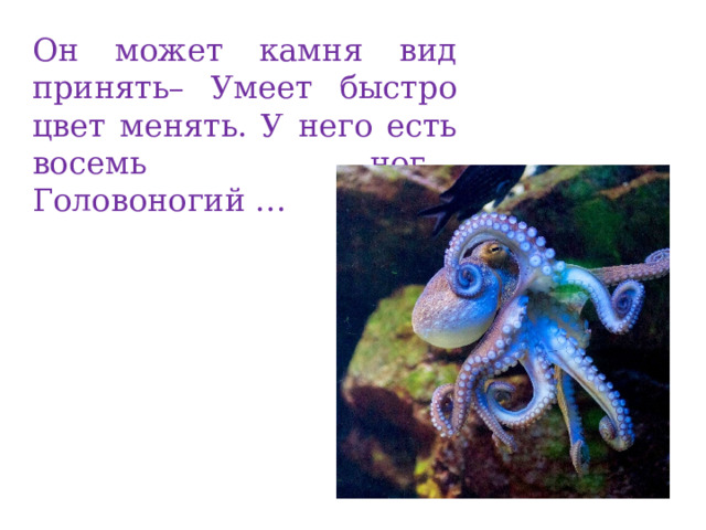 Он может камня вид принять– Умеет быстро цвет менять. У него есть восемь ног… Головоногий …  