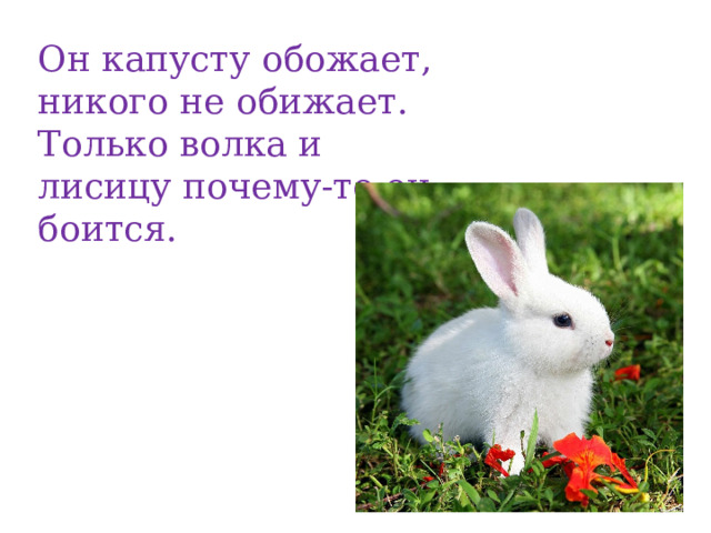 Он капусту обожает, никого не обижает. Только волка и лисицу почему-то он боится. 