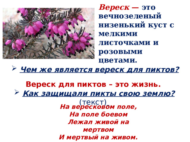 Вереск — это вечнозеленый низенький куст с мелкими листочками и розовыми цветами.  Чем же является вереск для пиктов? Вереск для пиктов – это жизнь.  Как защищали пикты свою землю? (текст)  На вересковом поле, На поле боевом Лежал живой на мертвом И мертвый на живом. 