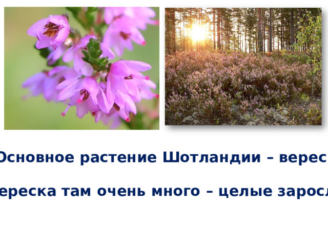 Основное растение Шотландии – вереск Вереска там очень много – целые заросли 
