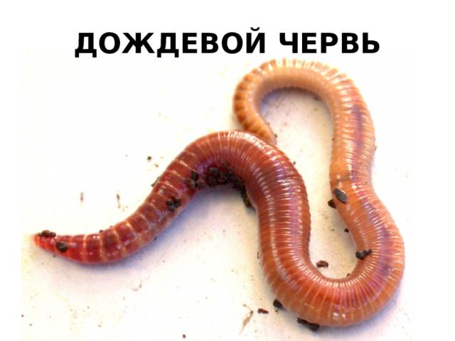 ДОЖДЕВОЙ ЧЕРВЬ 