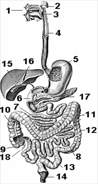 Строение пищеварительной системы человека схема без подписей