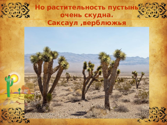 Но растительность пустынь очень скудна. Саксаул ,верблюжья колючка, кактусы, кустики травы… 