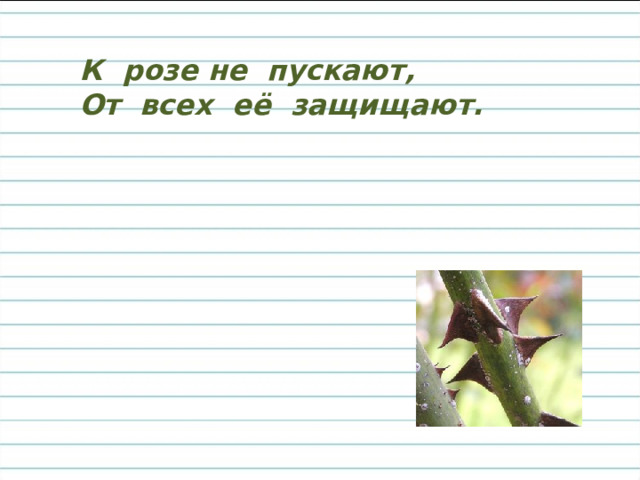К розе не пускают, От всех её защищают. 