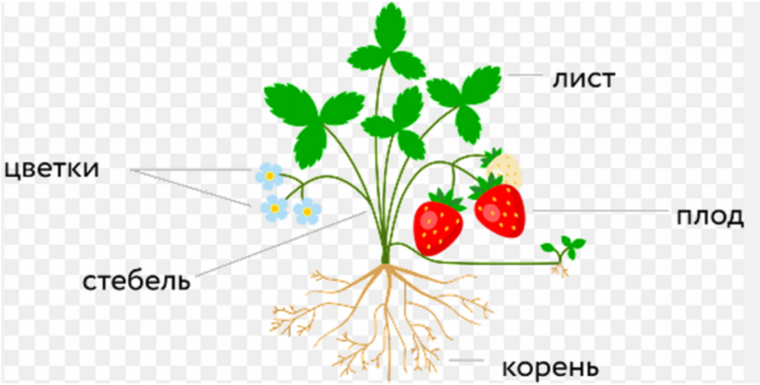 Схема строения клубники