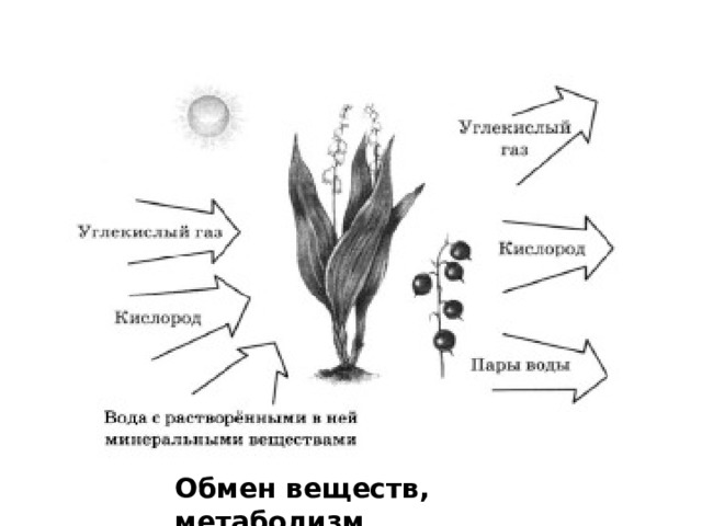 Обмен веществ, метаболизм 