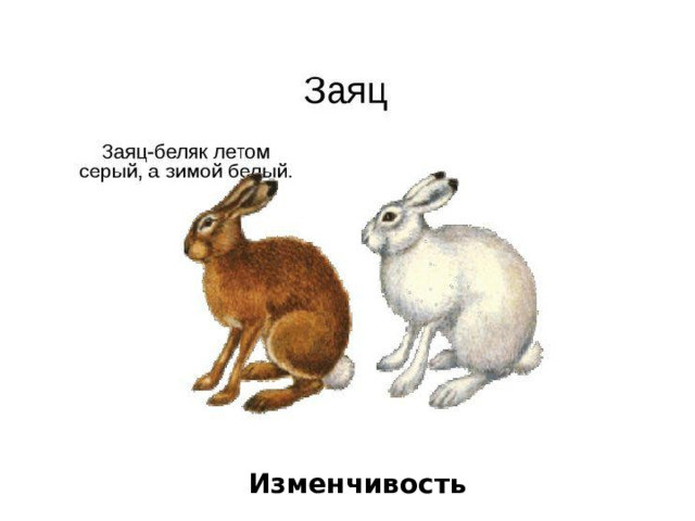 Изменчивость 