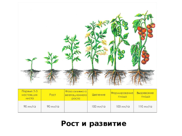 Рост и развитие 