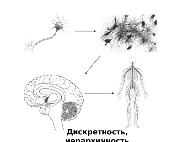 Дискретность, иерархичность 