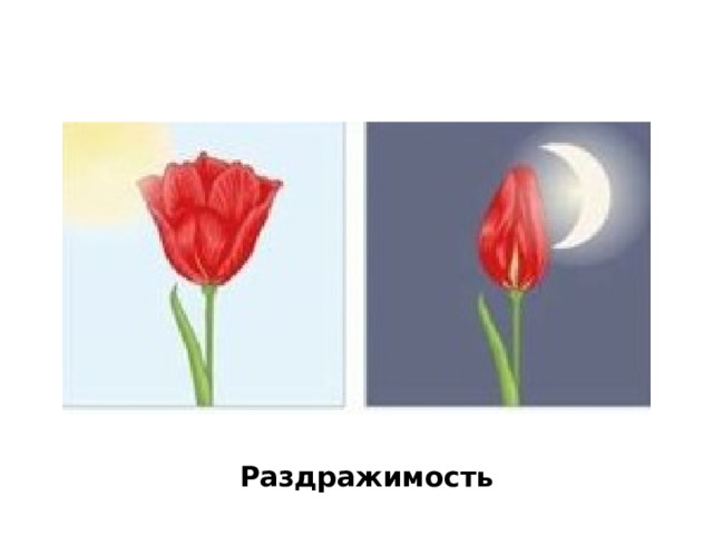 Раздражимость 