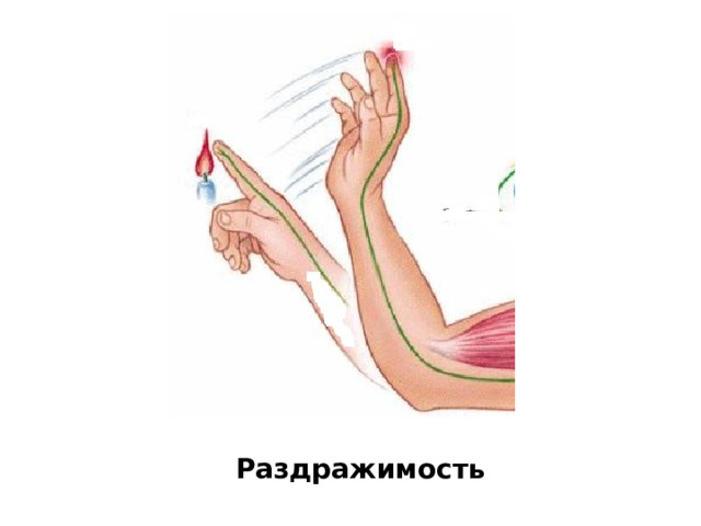 Раздражимость 