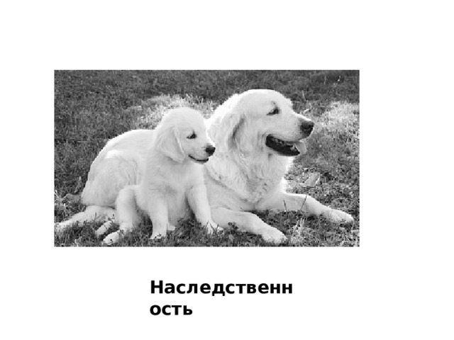 Наследственность 