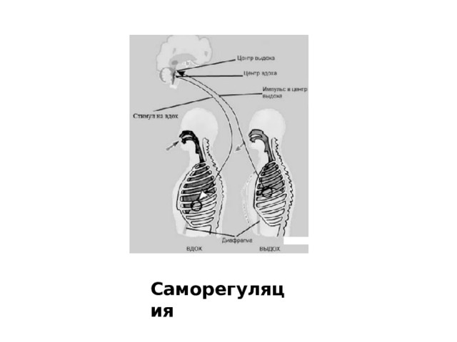 Саморегуляция 