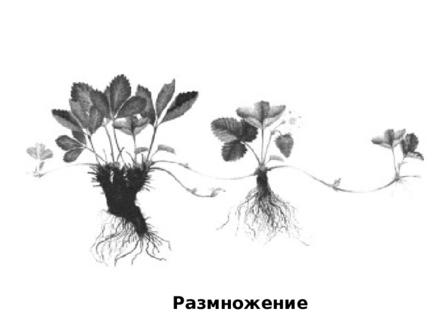 Размножение 
