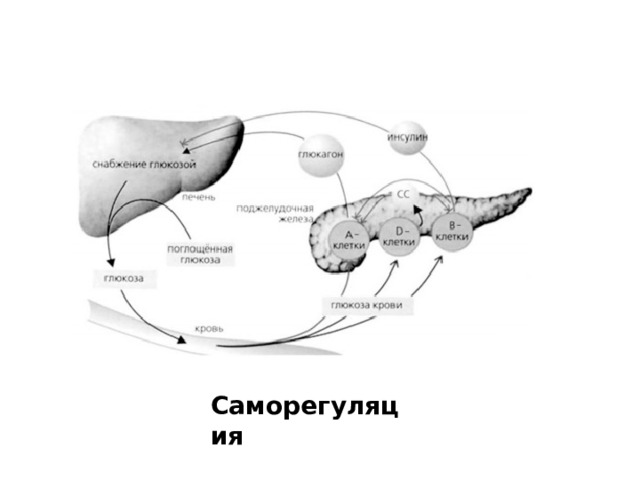 Саморегуляция 