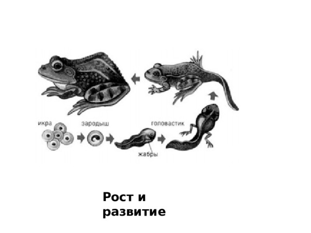 Рост и развитие 