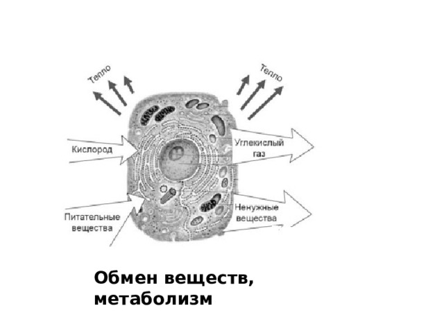 Обмен веществ, метаболизм 