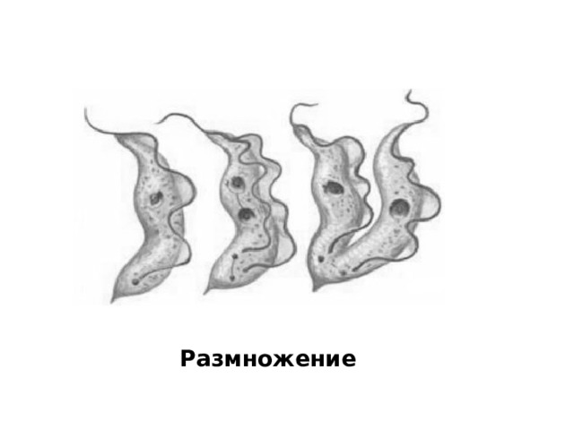 Размножение 