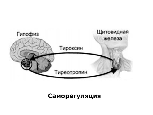 Саморегуляция 