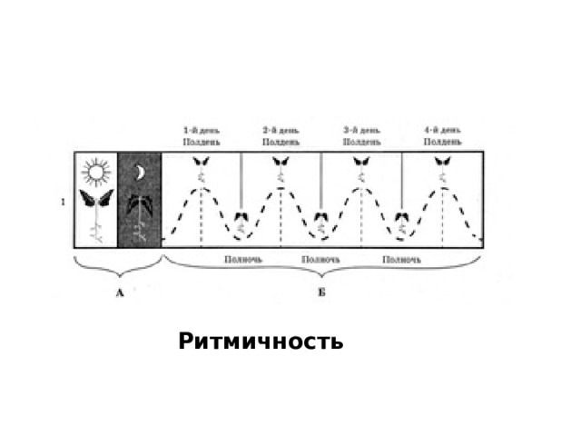 Ритмичность 