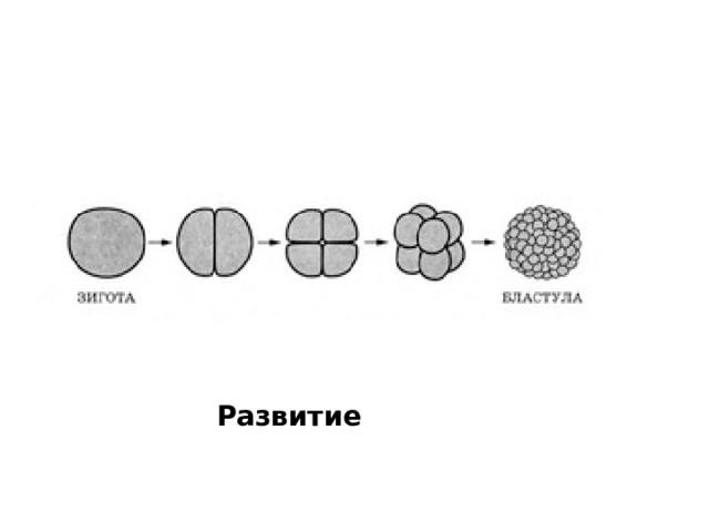 Развитие 