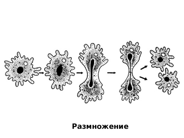 Размножение 