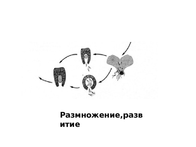 Размножение,развитие 