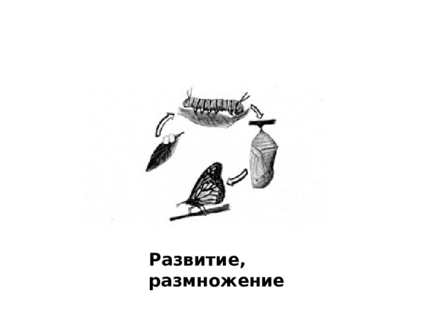 Развитие, размножение 