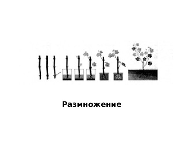 Размножение 