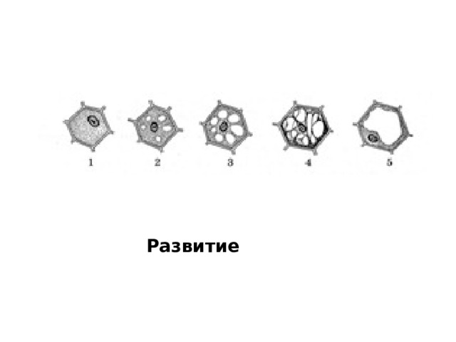 Развитие 