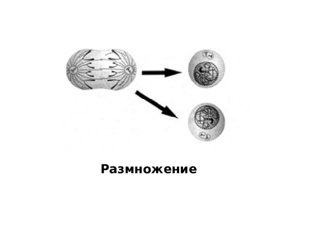 Размножение 