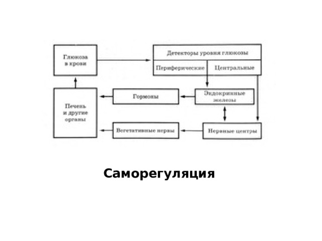 Саморегуляция 