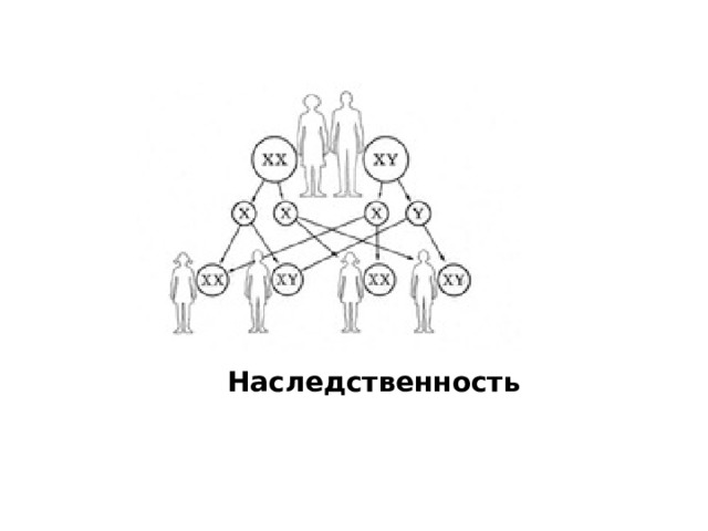 Наследственность 