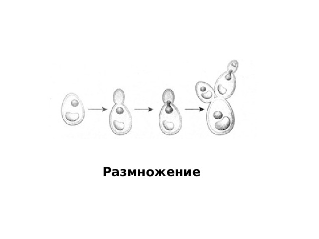 Размножение 