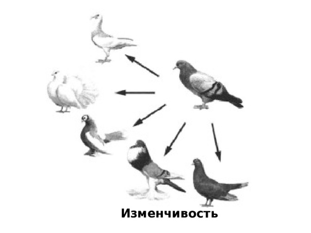 Изменчивость 