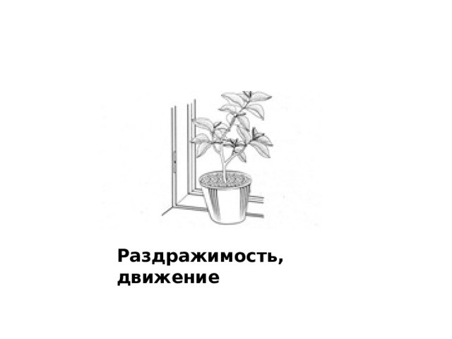 Раздражимость, движение 
