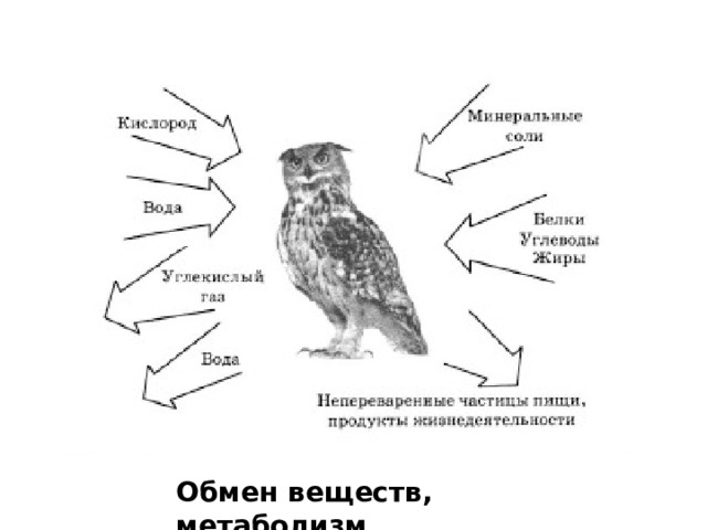 Обмен веществ, метаболизм 