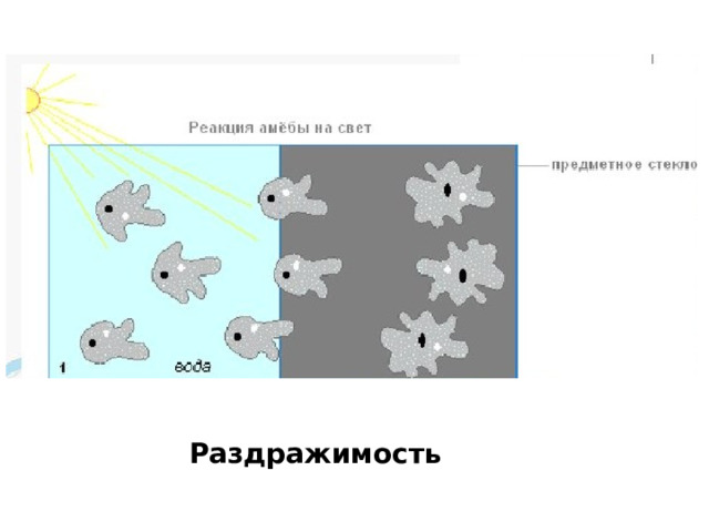 Раздражимость 