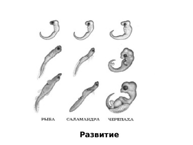 Развитие 