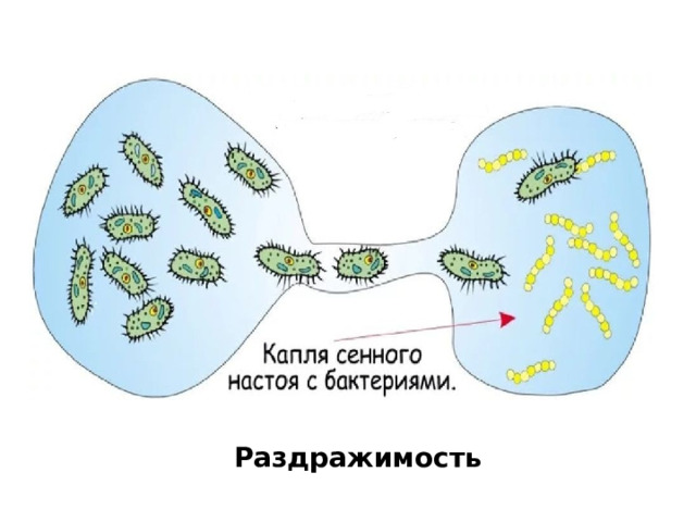 Раздражимость 