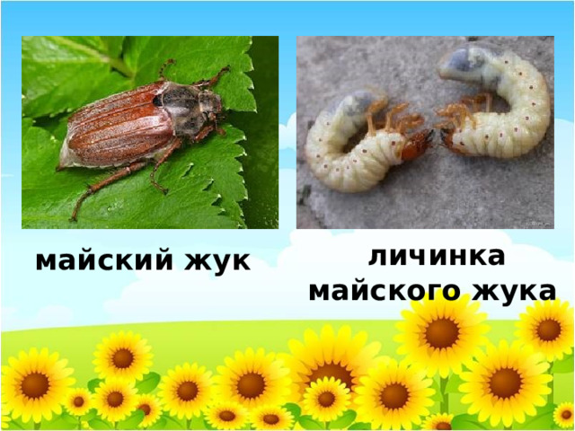  личинка майского жука майский жук 