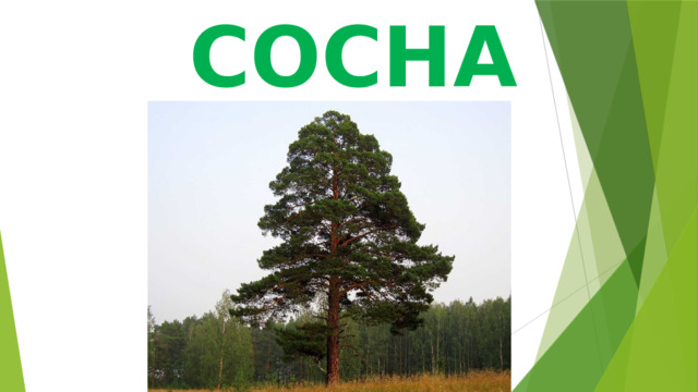 СОСНА 