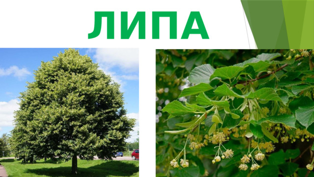 ЛИПА 